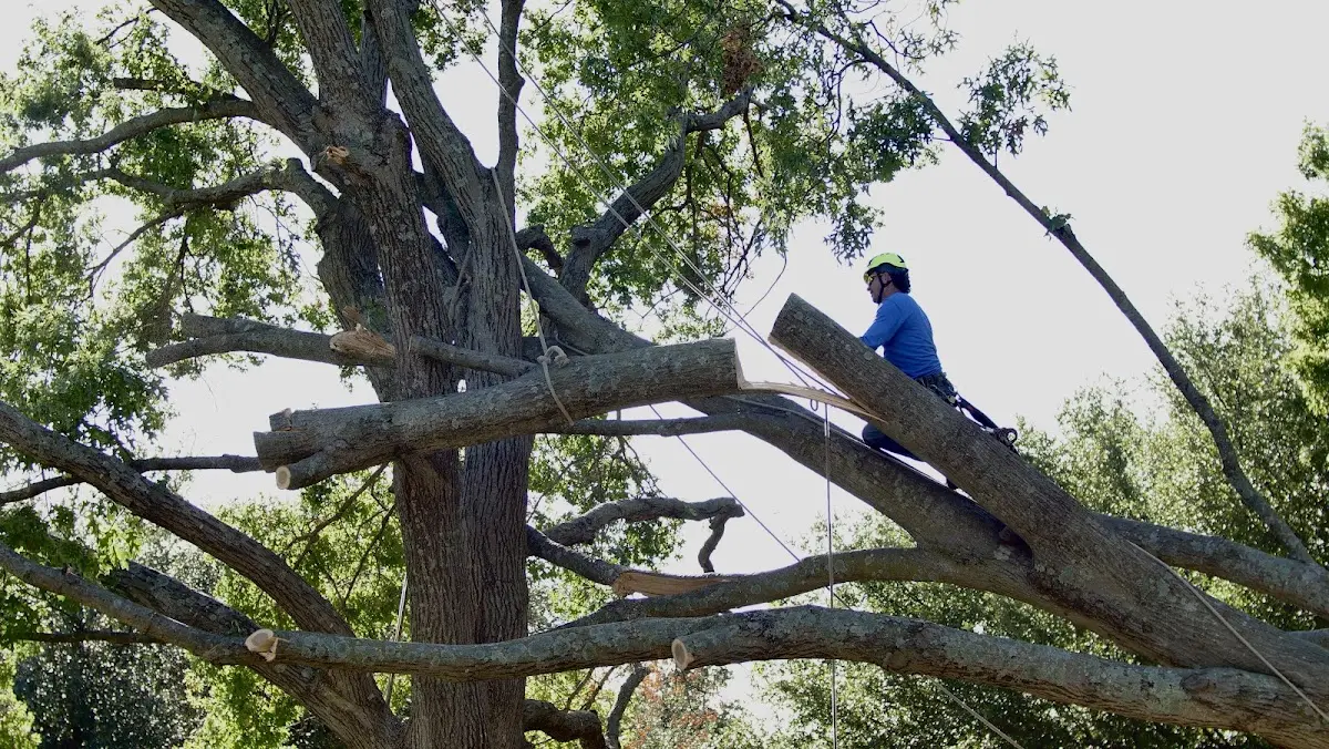 Professional Crown Thinning performed by certified arborists in Zeigler